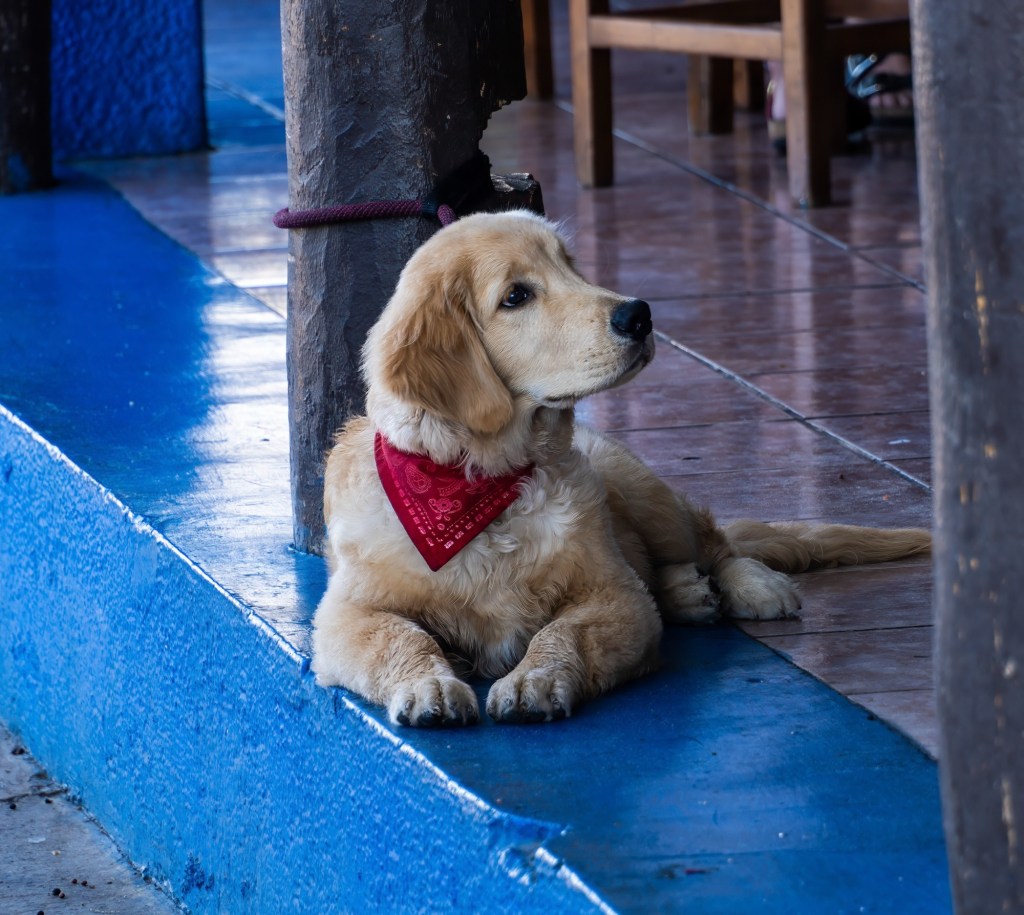 Mostly on the&nbsp;Malecon